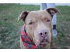 Adopt Geppetto a Pit Bull Terrier