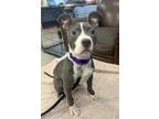 Adopt Dill a Pit Bull Terrier, Mixed Breed