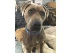 Adopt Jerry Lizman a American Staffordshire Terrier