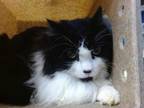 Adopt FRECKLES a Domestic Long Hair