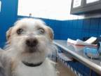 Adopt PABLO a Cairn Terrier
