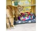 Adopt SLY a Domestic Short Hair