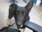 Adopt SHARKBOY a German Shepherd Dog, Mixed Breed