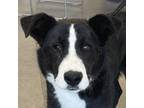 Adopt Steely Dan a Mixed Breed, Border Collie