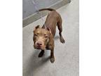 Adopt FENRYS a Pit Bull Terrier