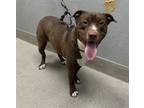 Adopt BRAWNY a Pit Bull Terrier