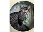 Adopt HARIBO a Domestic Medium Hair