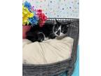 Adopt JIMMY a Domestic Short Hair