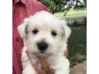 West Highland White Terrier Puppy for sale in Houston, TX, USA