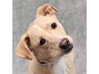Adopt Rialto - FOSTER NEEDED a Labrador Retriever