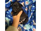 Pug Puppy for sale in Hawley, PA, USA
