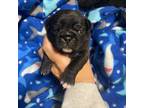 Pug Puppy for sale in Hawley, PA, USA