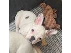 French Bulldog Puppy for sale in Hawley, PA, USA