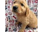 Golden Retriever Puppy for sale in Bloomburg, TX, USA