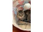 Adopt Chuckie a Domestic Short Hair