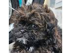 Shih-Poo Puppy for sale in Chester, VA, USA