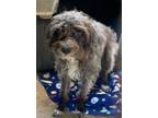 Adopt Maxwell a Terrier, Mixed Breed