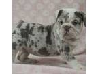 Bulldog Puppy for sale in Marshfield, MO, USA