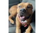 Adopt Milo a Pit Bull Terrier, Mixed Breed