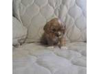 Cavalier King Charles Spaniel Puppy for sale in Carsonville, MI, USA