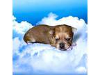 Mutt Puppy for sale in Gilmer, TX, USA