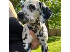 Dalmatian Puppy for sale in Nashville, TN, USA