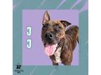 Adopt JJ a Mixed Breed