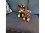 Schnauzer (Miniature) Puppy for sale in Columbus, OH, USA