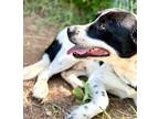 Adopt Louie a Border Collie, Great Pyrenees