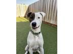 Adopt Oyster a Mixed Breed