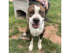 Adopt Pacino a Pit Bull Terrier