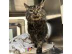 Adopt Habanero a Maine Coon, Domestic Long Hair