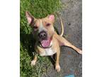 Adopt Snoop Dog a Pit Bull Terrier, Mixed Breed