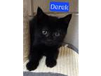 Adopt Derek a Domestic Short Hair