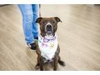 Adopt Spice a Mixed Breed