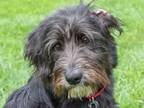 Adopt Charlie FKA Pepper a Schnauzer, Mixed Breed