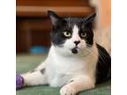 Adopt Cookies And Cream a Domestic Short Hair