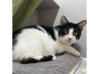 Adopt Butter a Domestic Short Hair