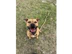 Adopt Rodeo a Terrier, Mixed Breed