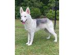 Adopt Grizzly a Siberian Husky, Mixed Breed