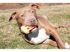 Adopt Rowen a American Staffordshire Terrier, Mixed Breed