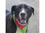 Adopt Leonardo a Labrador Retriever