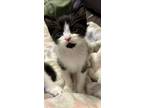Adopt Orville a Domestic Short Hair