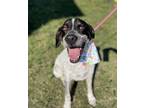 Adopt Tracker a Bluetick Coonhound