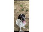 Adopt Tracker a Bluetick Coonhound