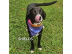 Adopt Shields a Mixed Breed, Hound