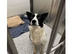 Adopt Clap a Border Collie, Mixed Breed