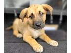 Adopt A398693 a Black Mouth Cur, Mixed Breed