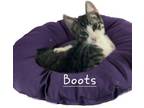 Adopt Boots #white-socks a Tabby