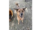 Adopt Picasso a Shepherd, Mixed Breed